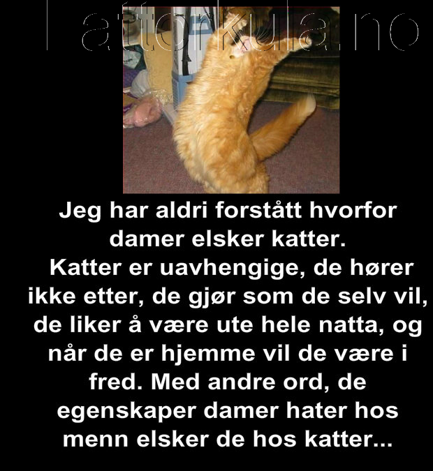 Hvorfor Bider Katten Når Vi Kæler