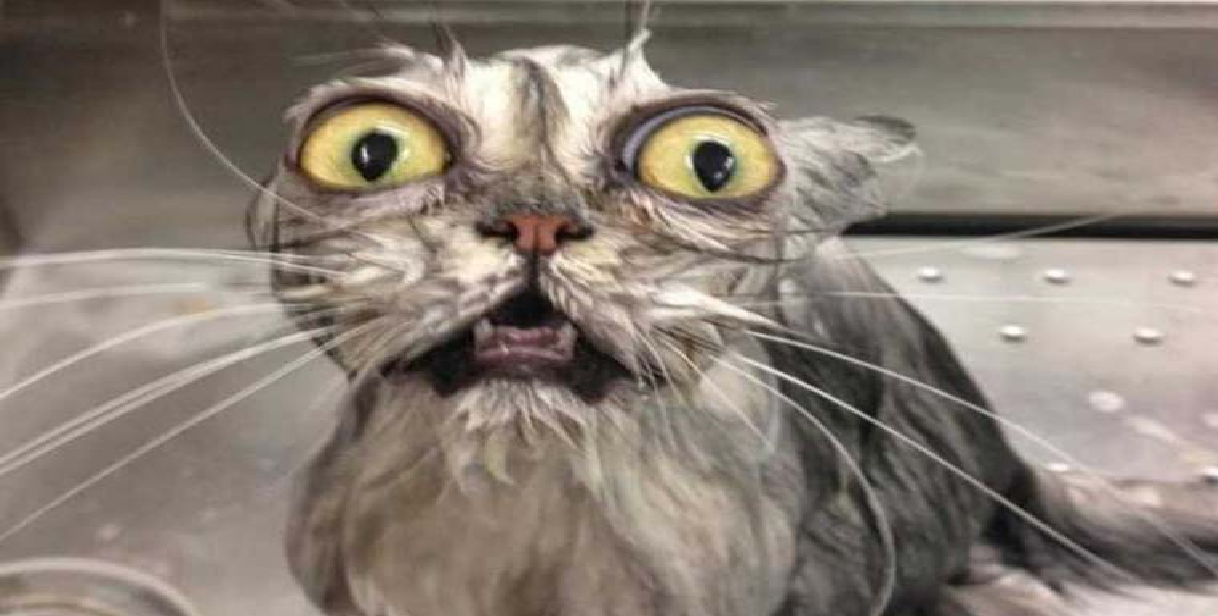 katt