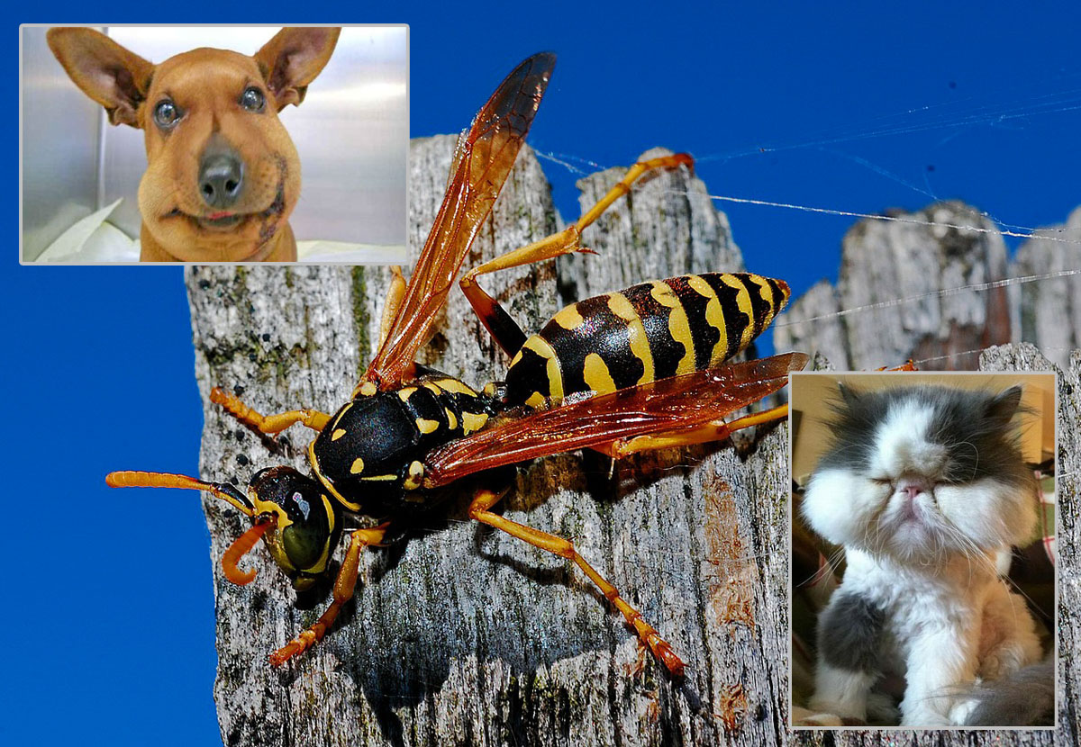veps-vs katt-hund-top